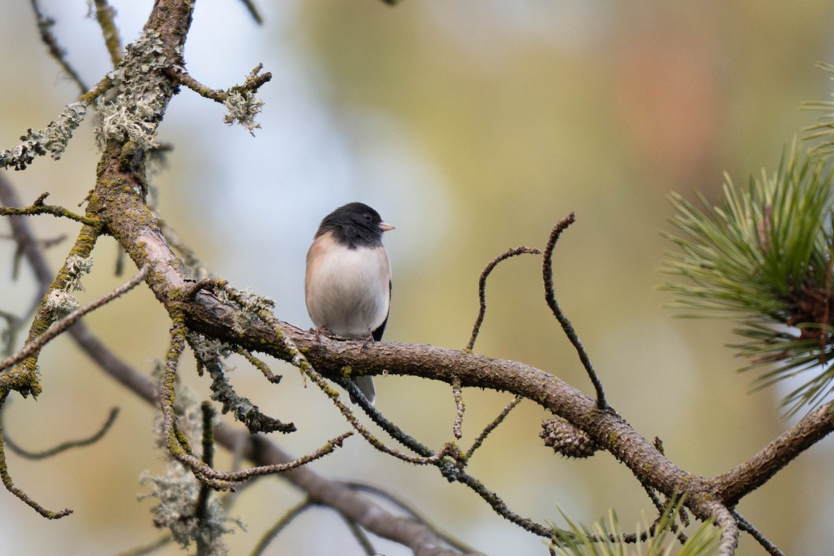 Dark-eyed Junco - ML647264205