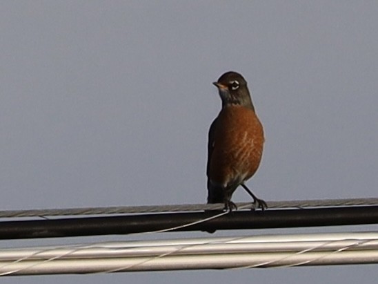 American Robin - ML647264223