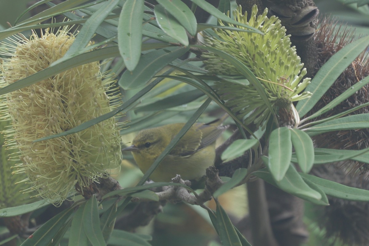 Paruline obscure - ML647264237