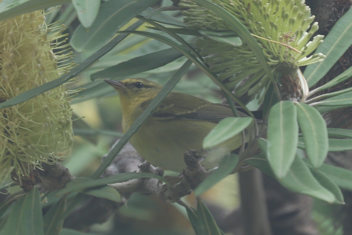 Paruline obscure - ML647264240