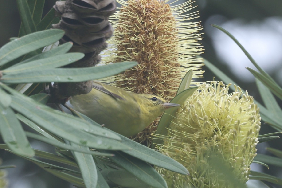 Paruline obscure - ML647264241