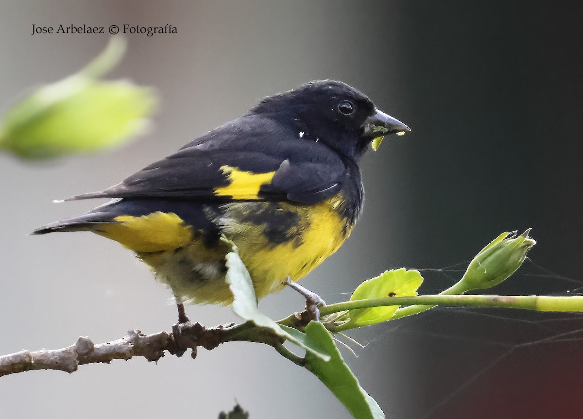 Yellow-bellied Siskin - ML647264251