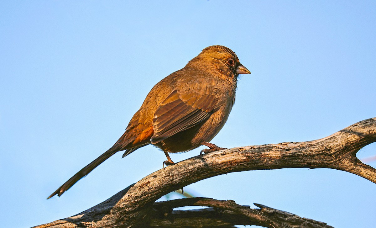 Abert's Towhee - ML647264256