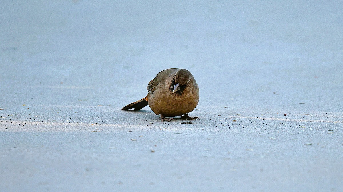Abert's Towhee - ML647264257