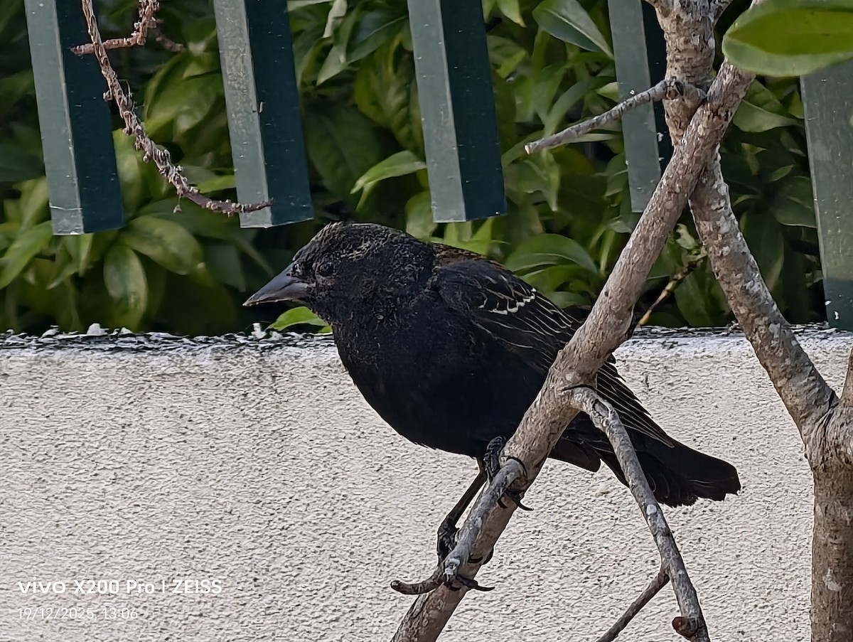 Red-winged Blackbird - ML647264264