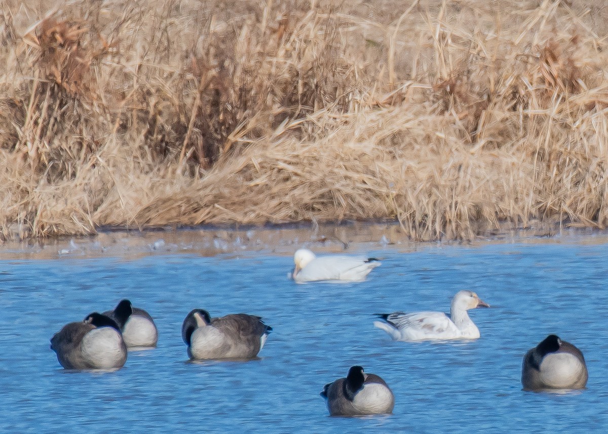 husa sněžní - ML647264277