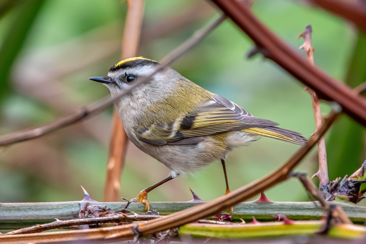 Erregetxo amerikarra - ML647264286