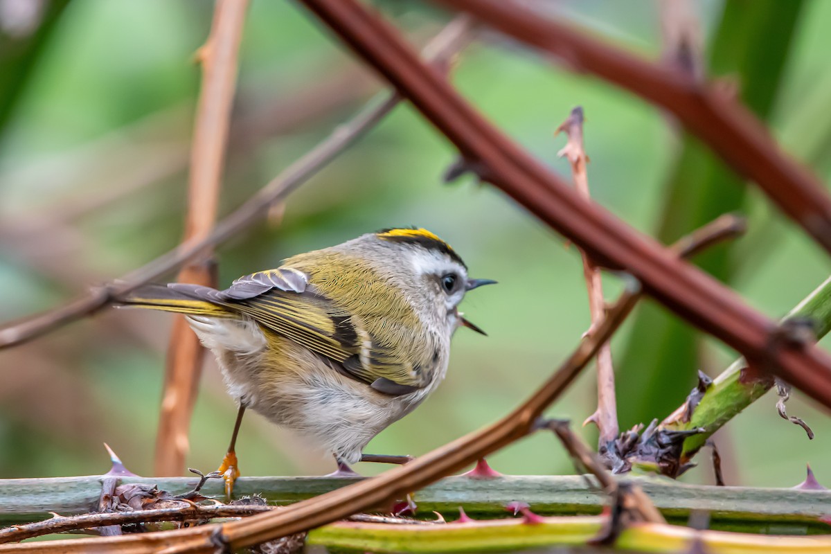 Erregetxo amerikarra - ML647264287