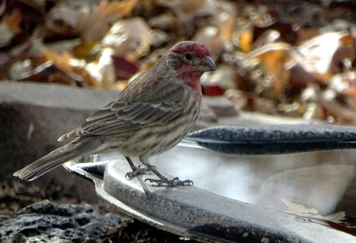 House Finch - ML647264289