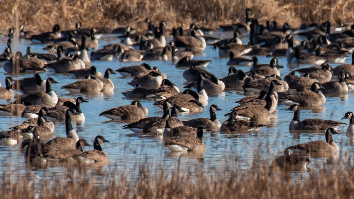Canada Goose - ML647264291