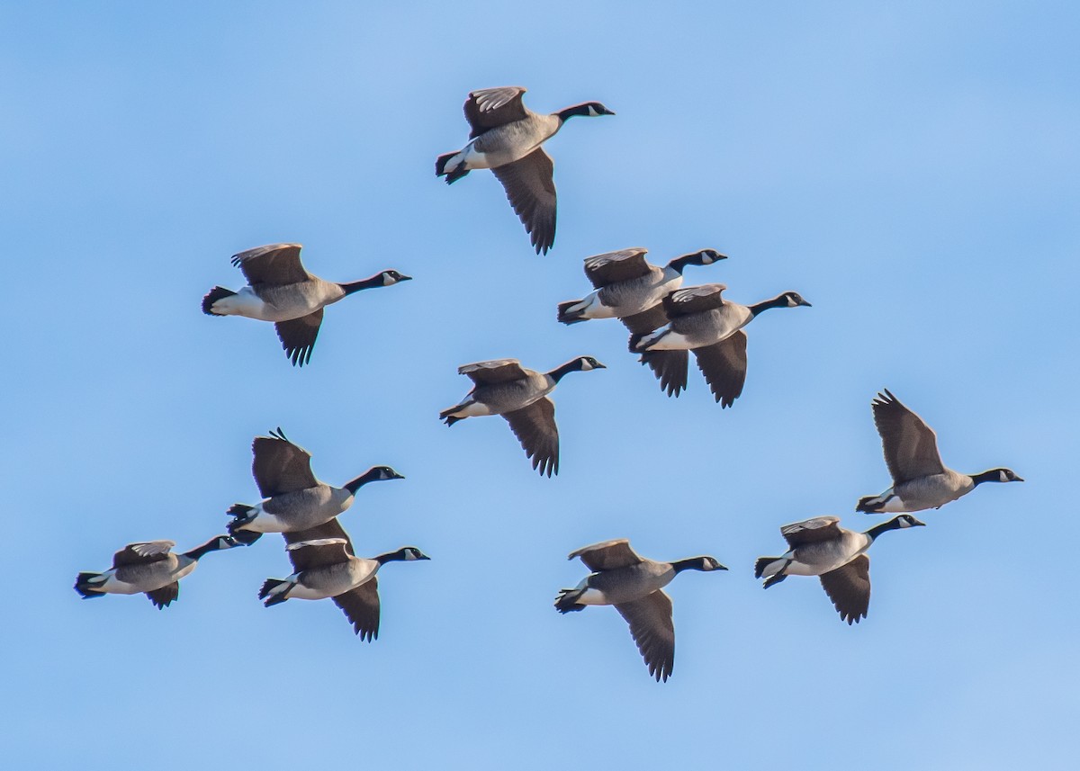 Canada Goose - ML647264292