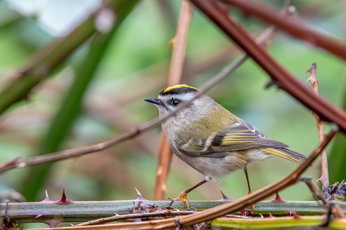 Erregetxo amerikarra - ML647264295