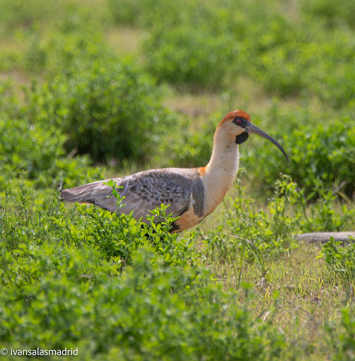 Bandurria Austral - ML647264298