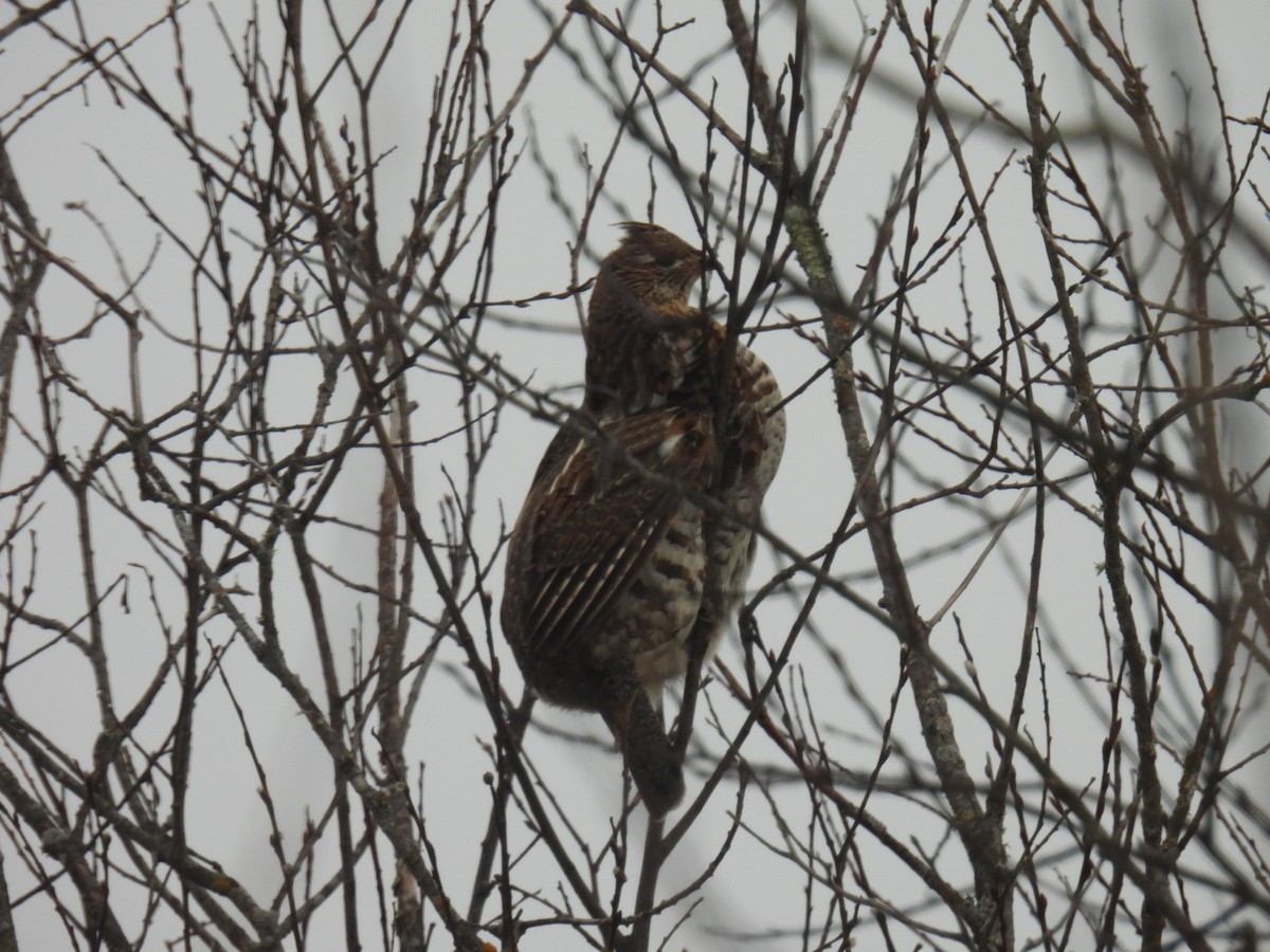 Ruffed Grouse - ML647264304