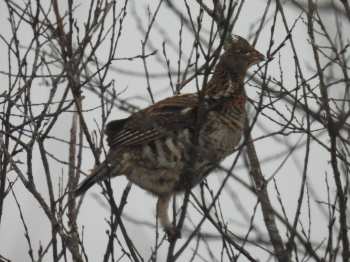 Ruffed Grouse - ML647264306
