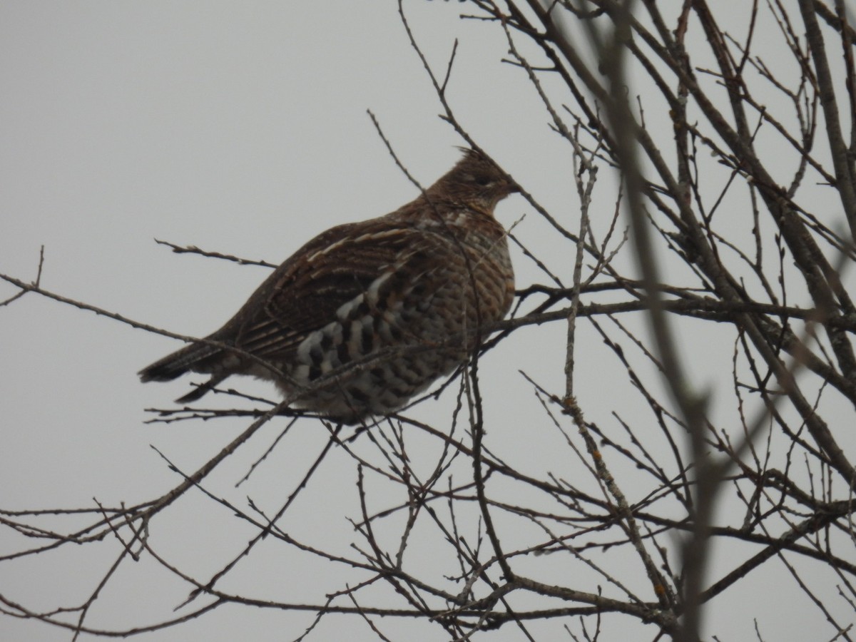 Ruffed Grouse - ML647264307