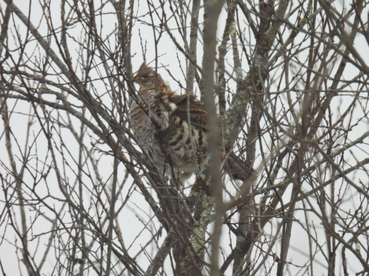 Ruffed Grouse - ML647264308