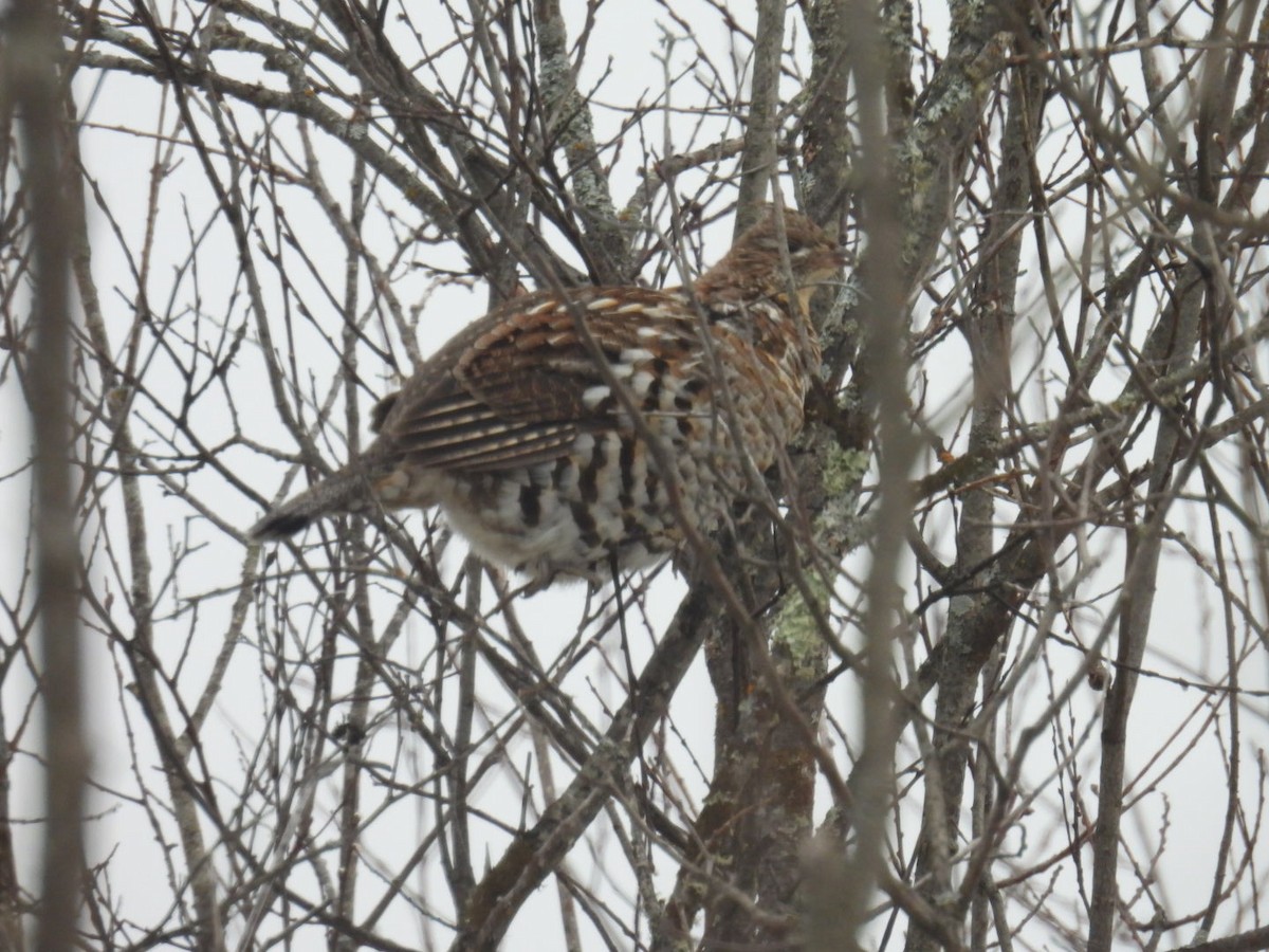 Ruffed Grouse - ML647264309