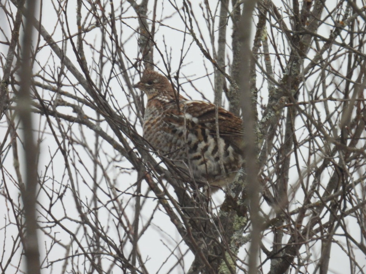 Ruffed Grouse - ML647264310