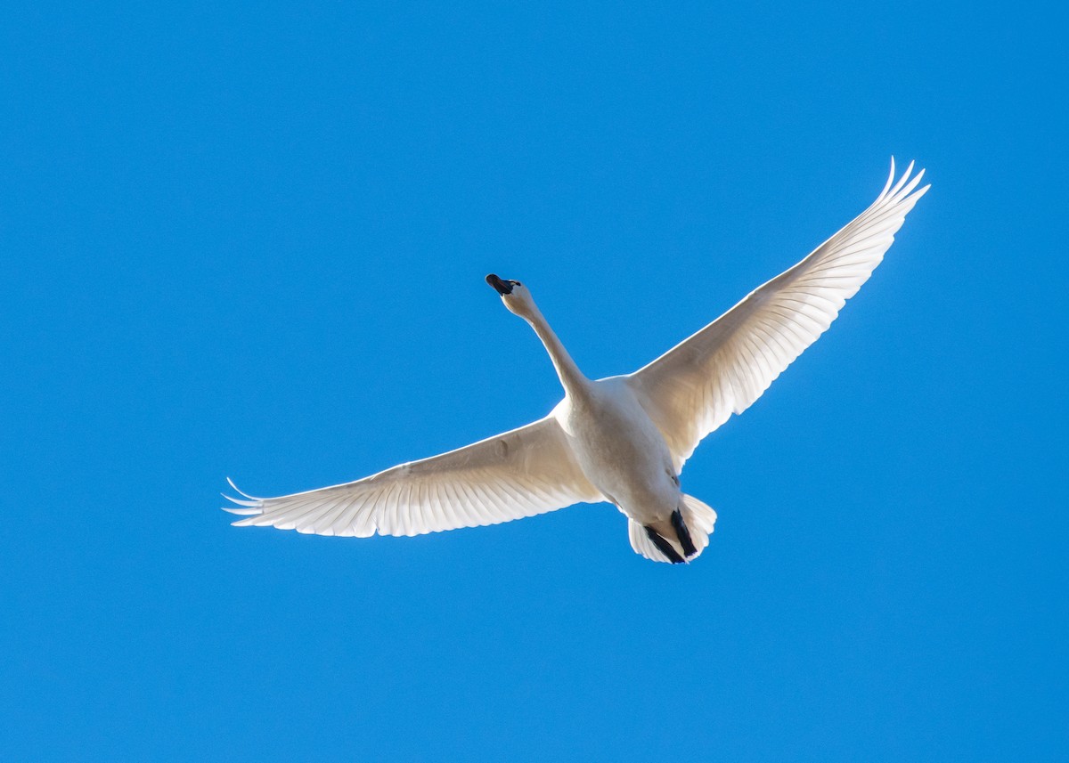 labuť malá - ML647264311