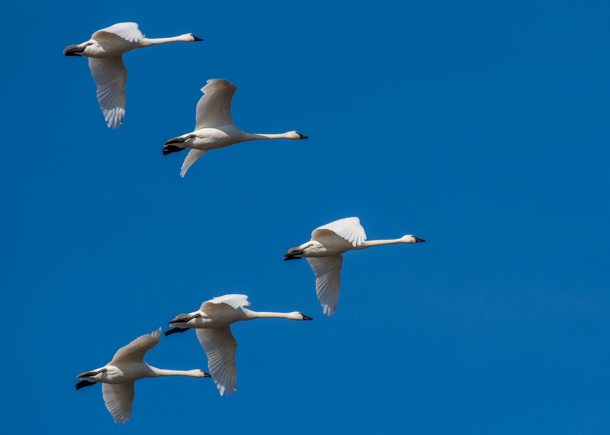 labuť malá - ML647264312