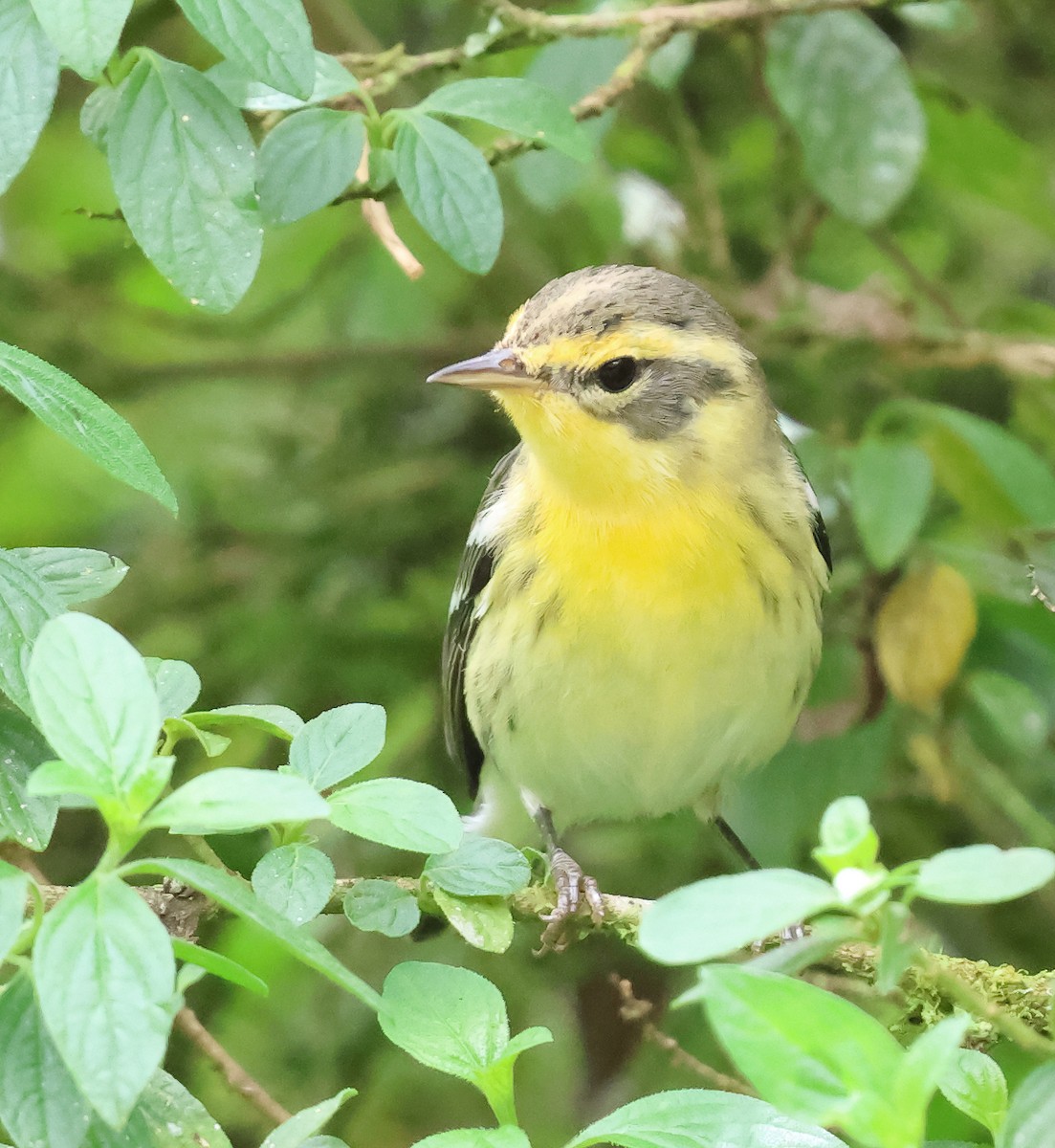 Blackburnian Warbler - ML647264315