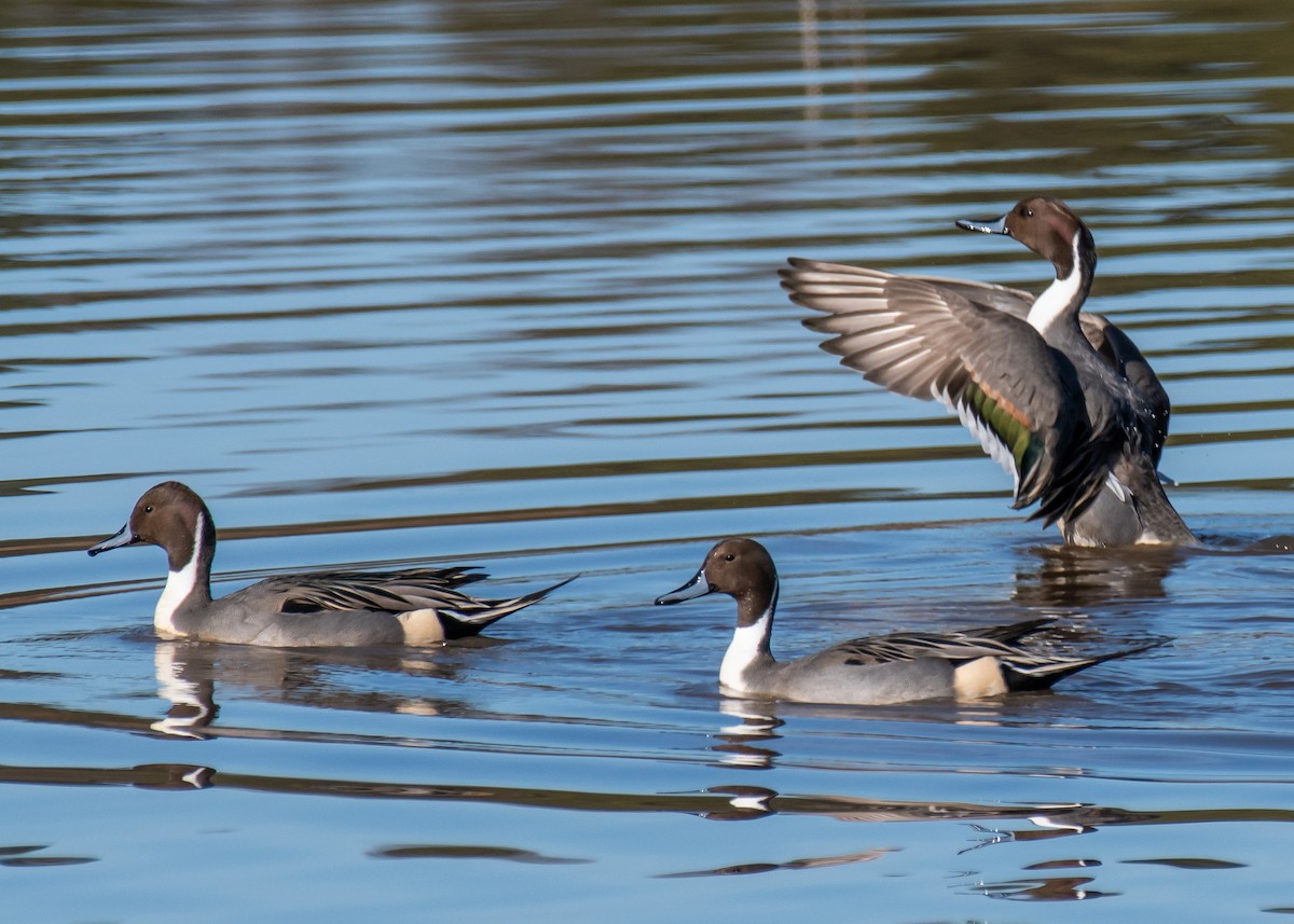 ostralka štíhlá - ML647264322