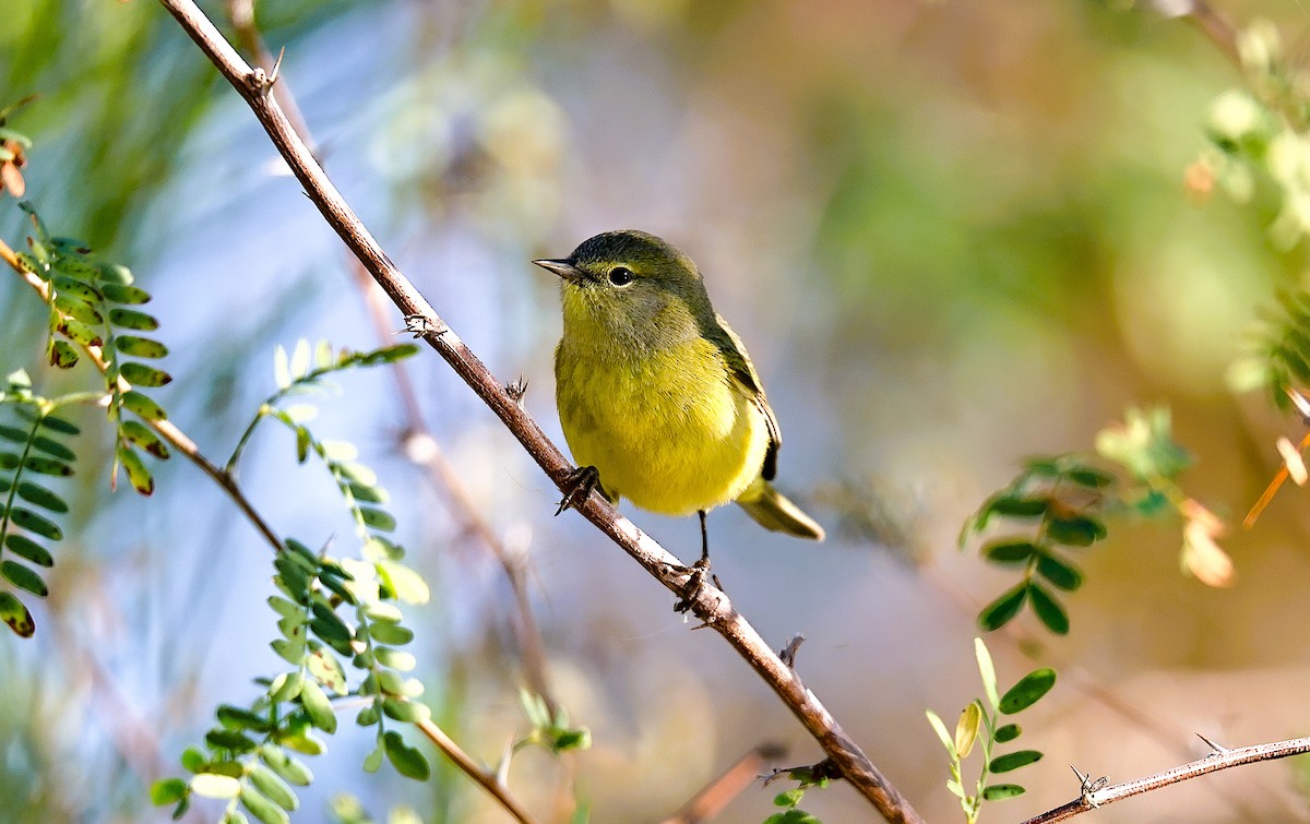 Orange-crowned Warbler - ML647264324