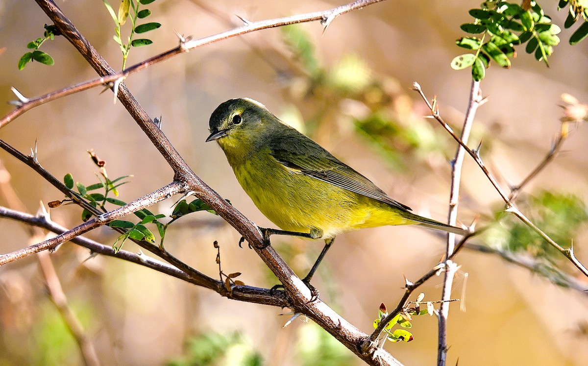 Orange-crowned Warbler - ML647264325