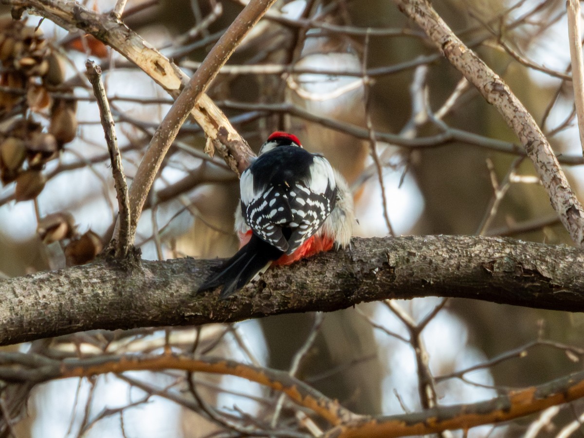 Алаг тоншуул - ML647264331