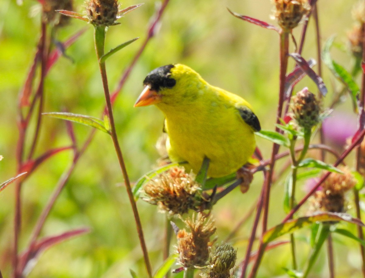 Chardonneret jaune - ML647264341