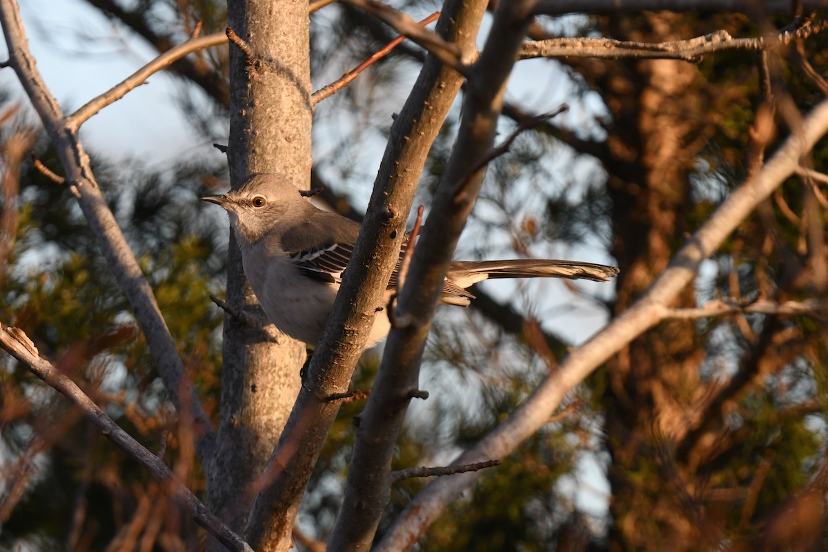 Northern Mockingbird - ML647264342