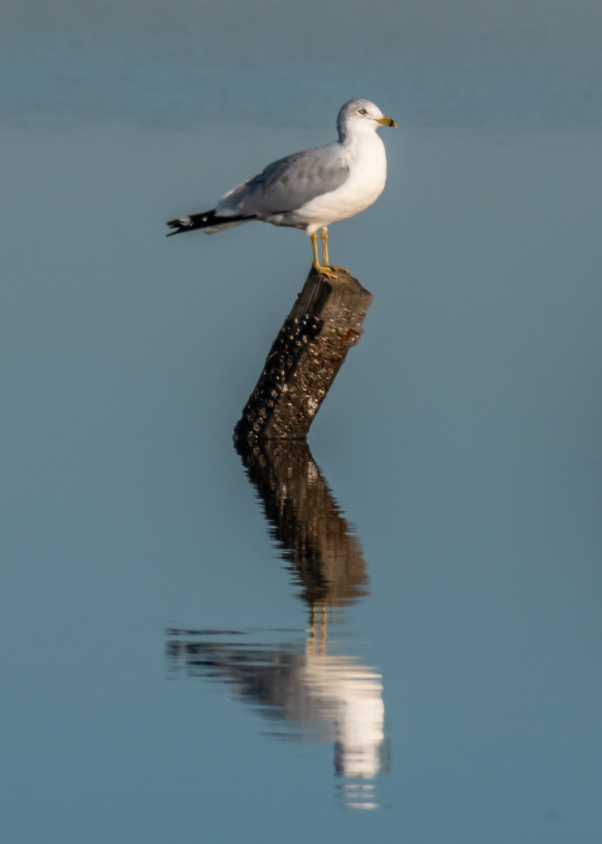 racek kroužkozobý - ML647264345