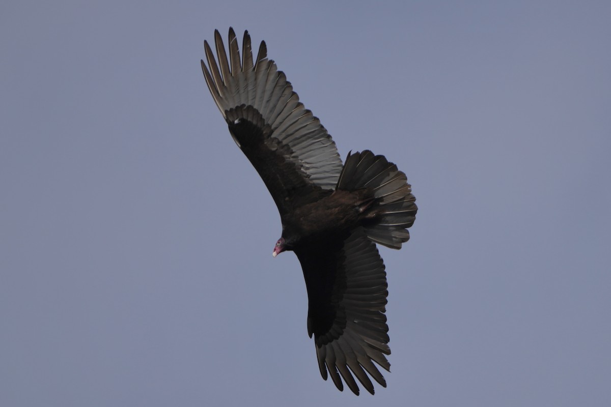 Turkey Vulture - ML647264348