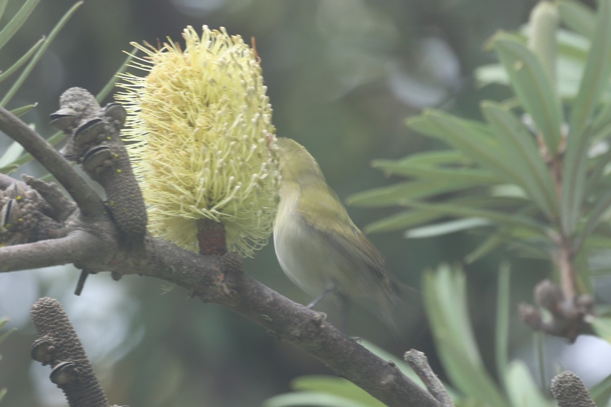 Paruline obscure - ML647264354