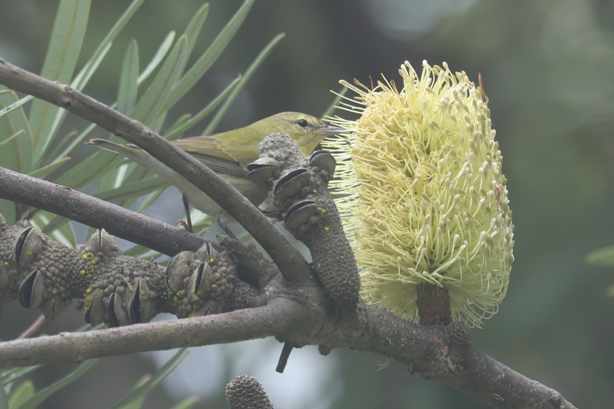 Paruline obscure - ML647264356