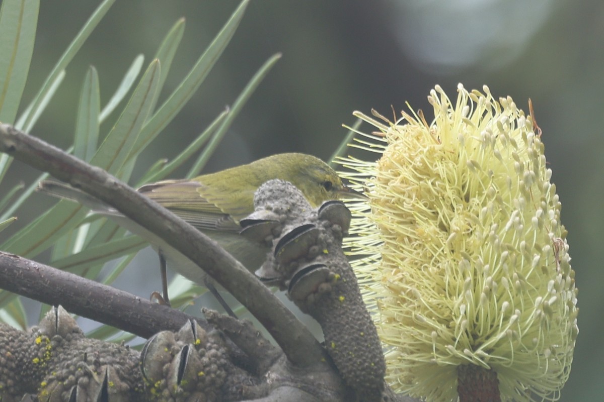 Paruline obscure - ML647264357