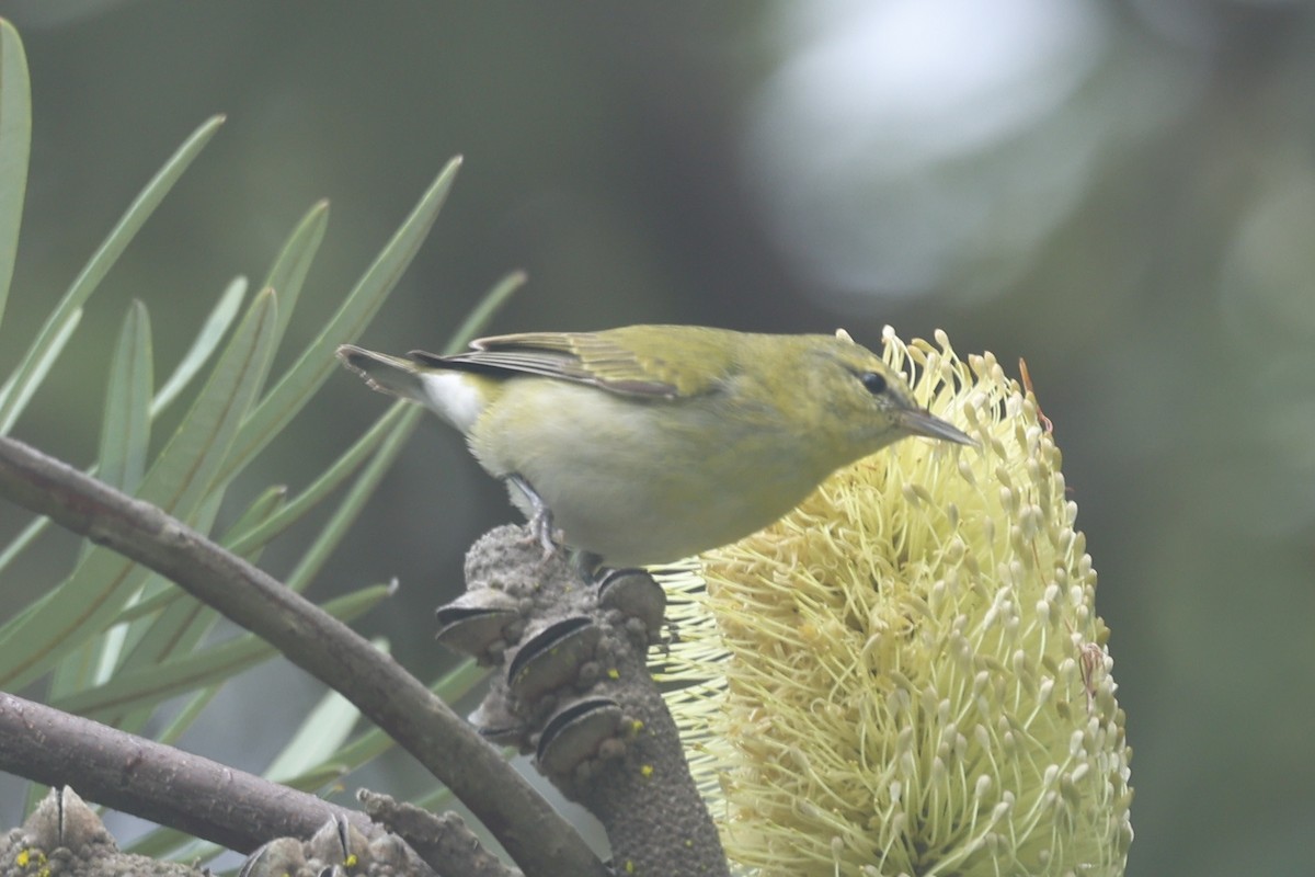 Paruline obscure - ML647264362