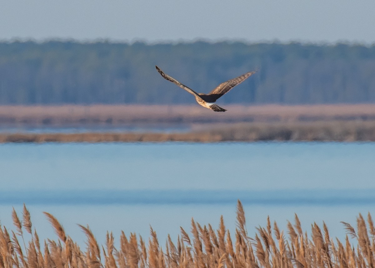 moták severoamerický - ML647264364