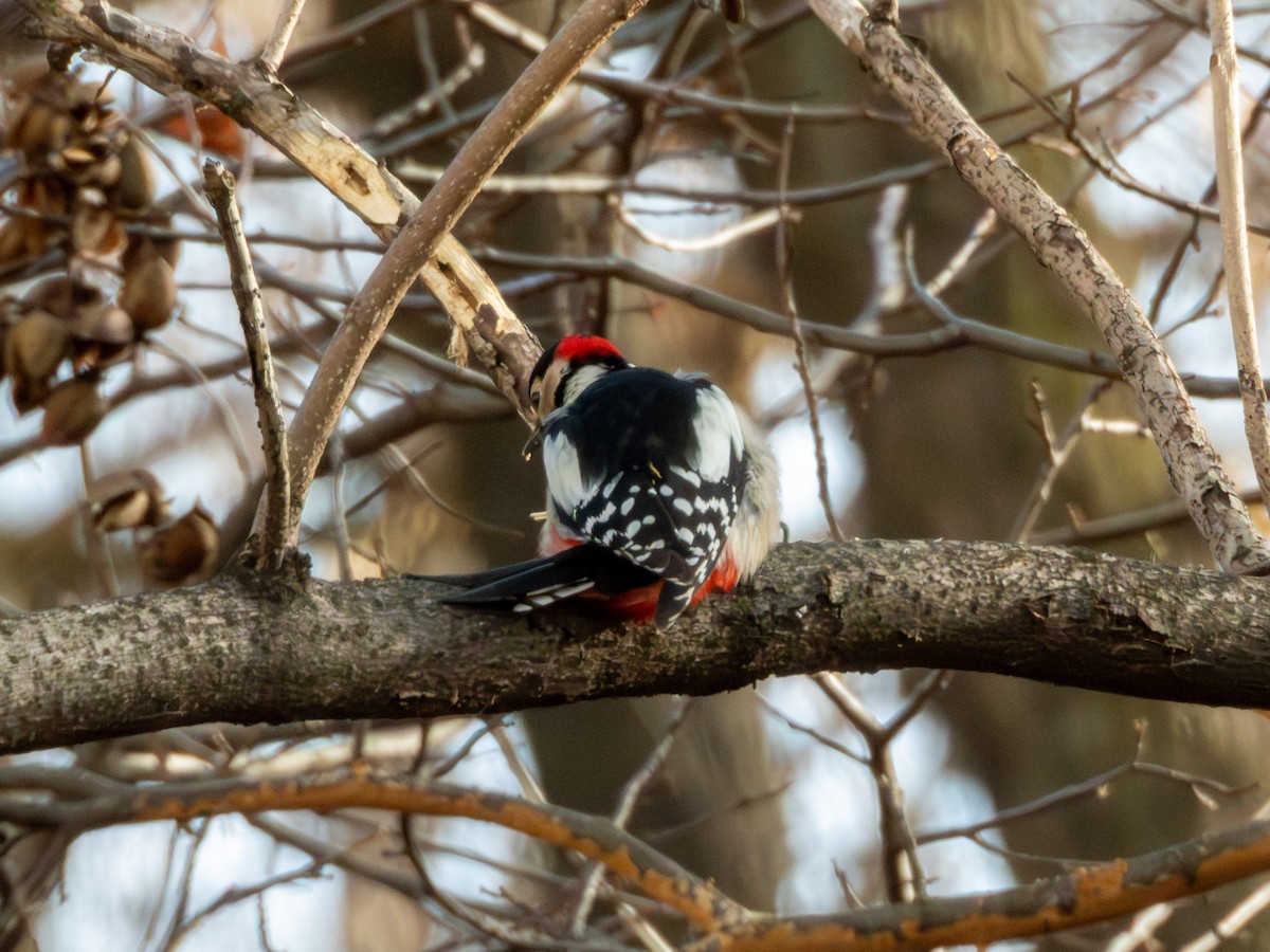 Алаг тоншуул - ML647264366