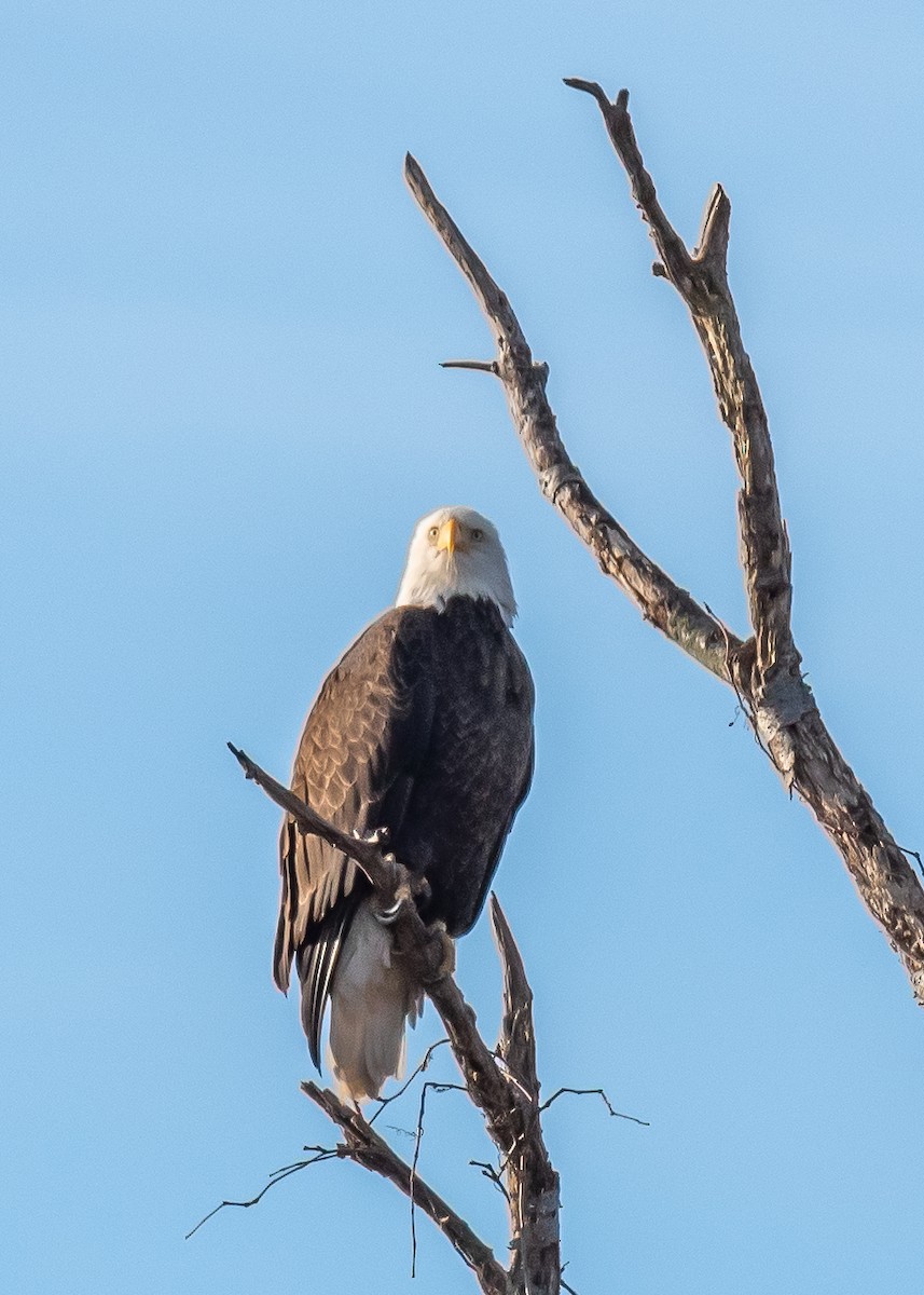 orel bělohlavý - ML647264369