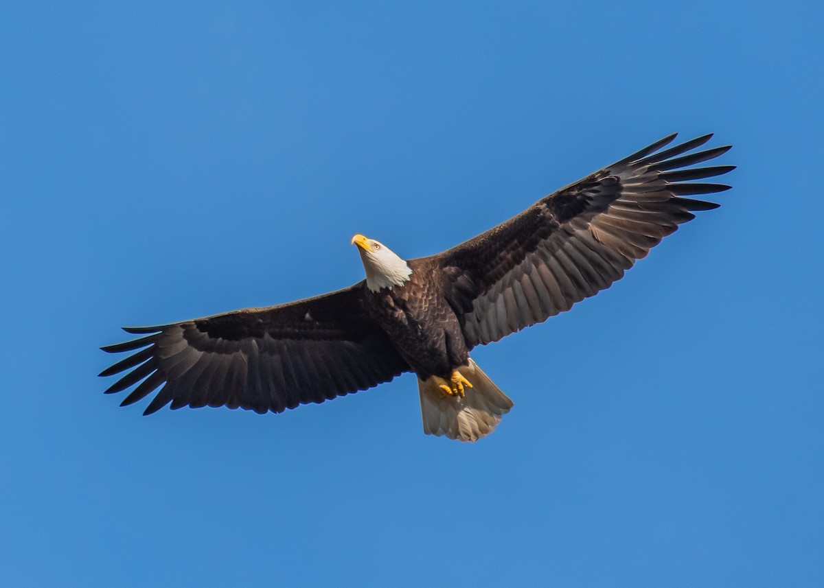 orel bělohlavý - ML647264374