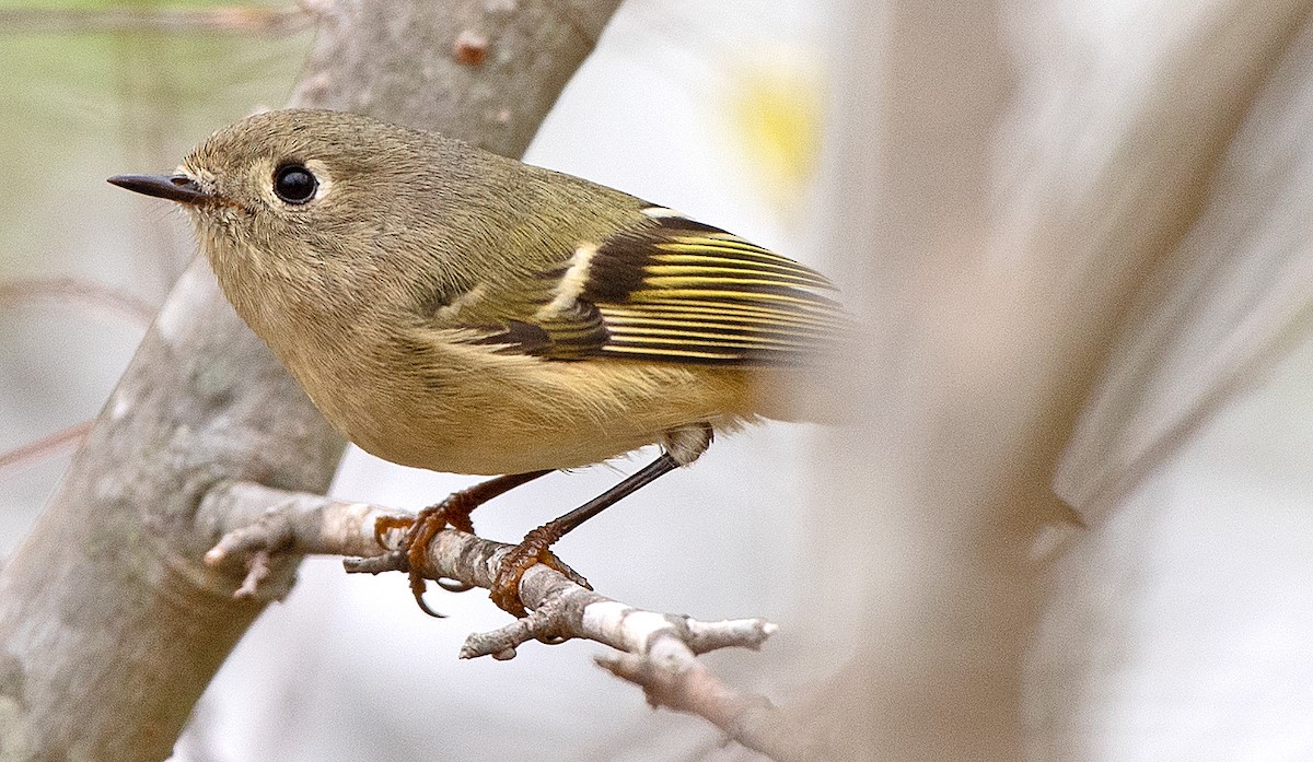 Ruby-crowned Kinglet - ML647264378