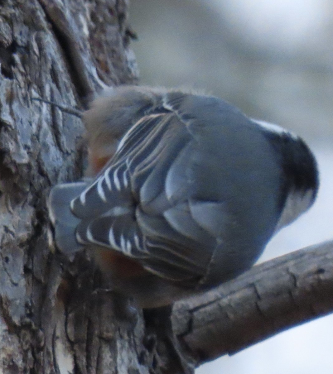 ムナジロゴジュウカラ - ML647264381