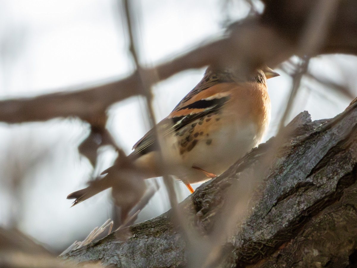 Алаг бужирга - ML647264384