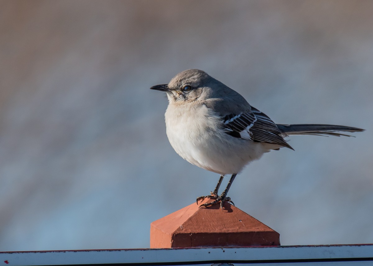 Northern Mockingbird - ML647264389