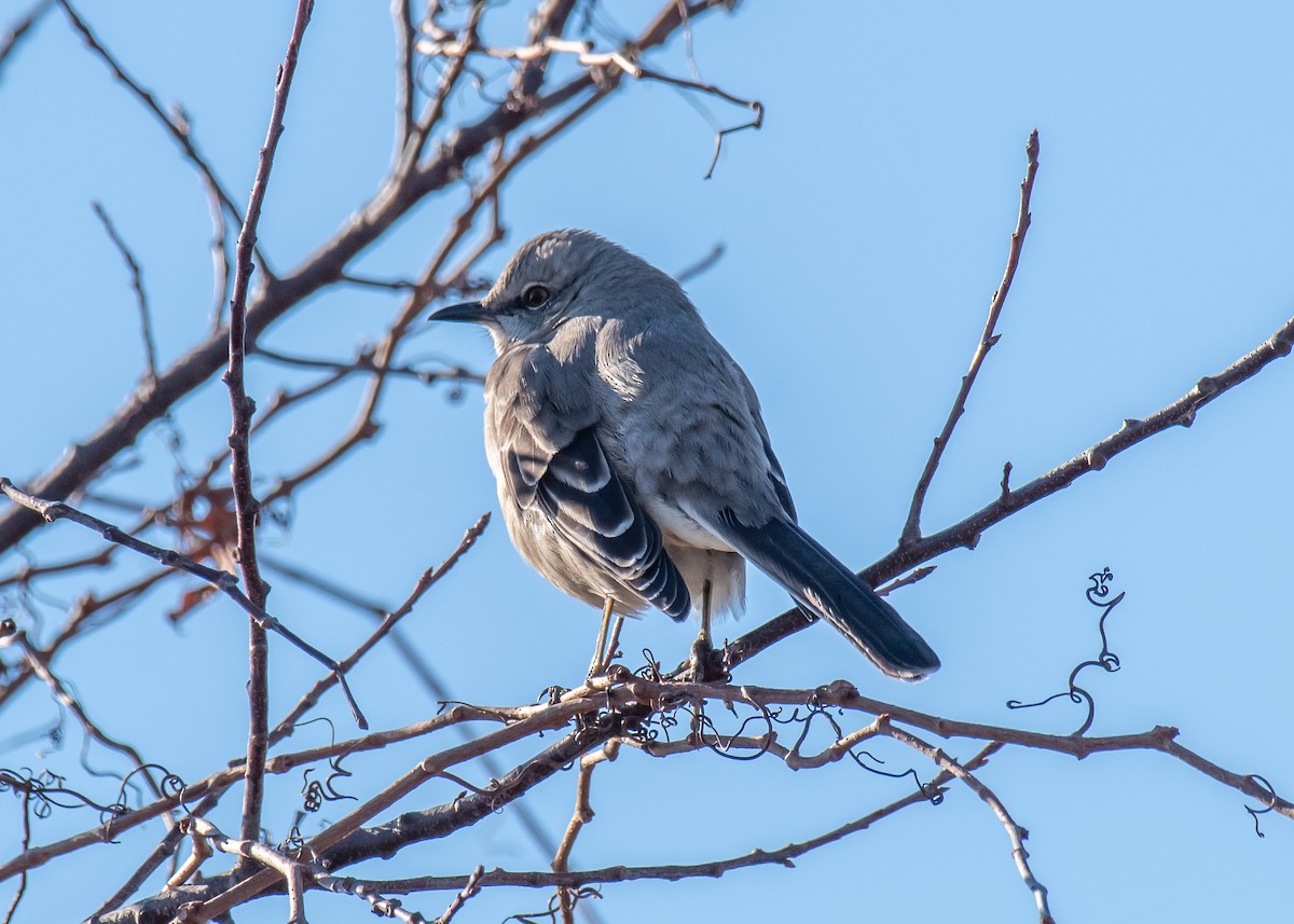 Northern Mockingbird - ML647264390