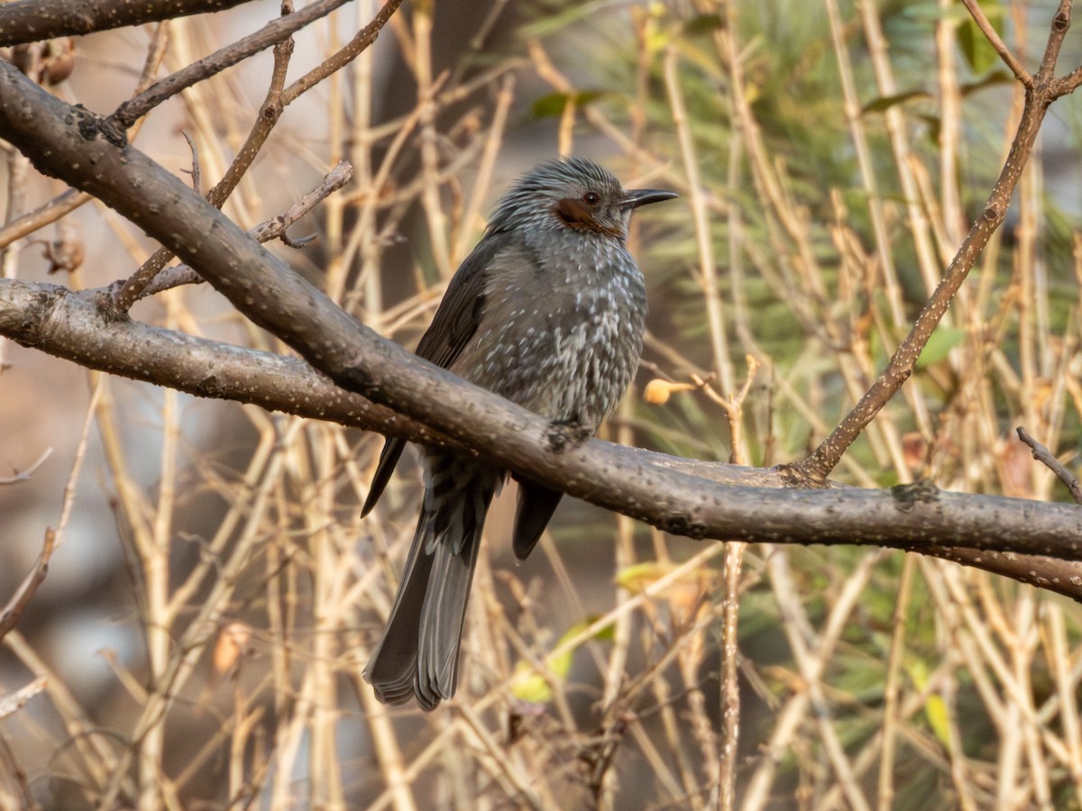 Brown-eared Bulbul - ML647264392