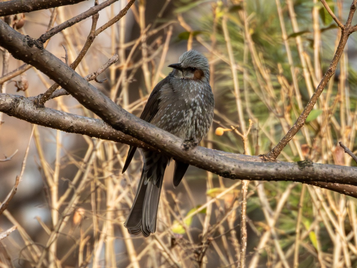 Brown-eared Bulbul - ML647264393