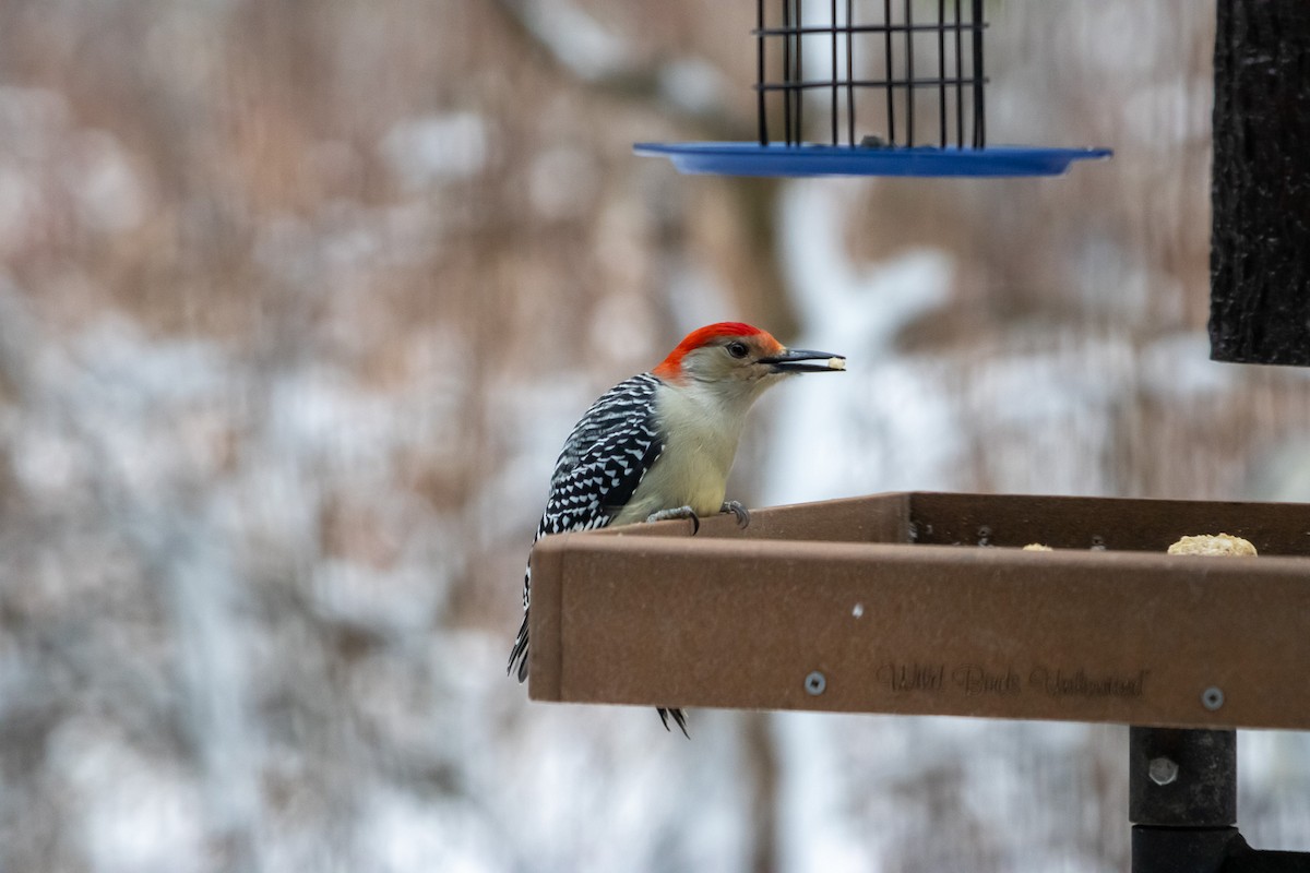 Red-bellied Woodpecker - ML647264421